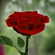 3D Rose Live Wallpaper - Androidアプリ