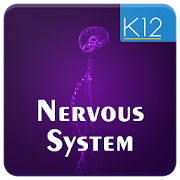 Nervous System of Mammals