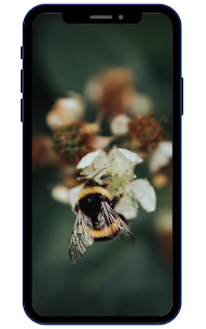 Bienen -Hintergrundbilder