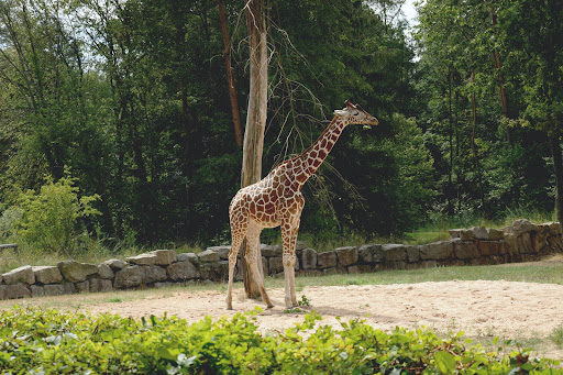 Giraffe Wallpapers 2 Screen 3