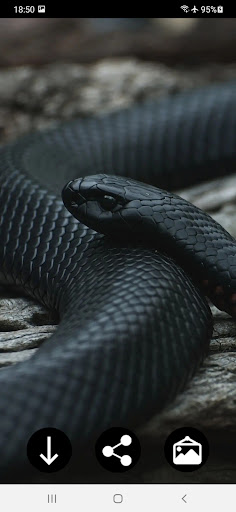 Snake Wallpapers Screen 3
