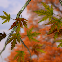 Autumn Leaves in HD Gyro 3D Parallax Wallpaper