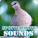 Spotted Dove Bird Sounds Collection Download on Windows