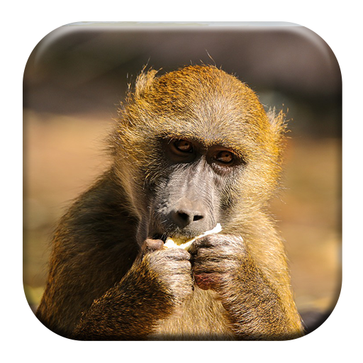 Baboon Sounds logo