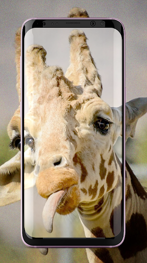 Top Wallpaper HD Giraffe