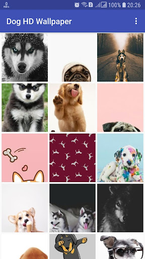 Best Dog HD Wallpaper