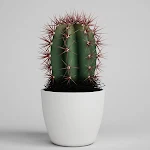 Cover Image of Télécharger Cactus Growing Indoors : Guide for Beginners 1.0 APK