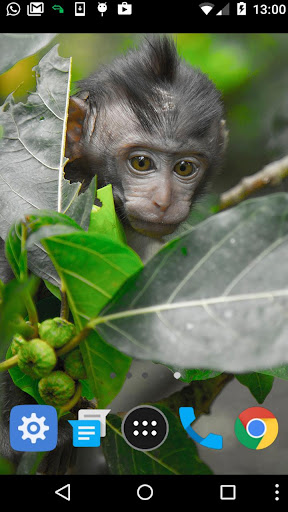 baby monkey wallpaper Screen 2