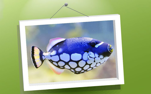 Picture Puzzle: Fishes Screen 2