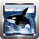 Killer Whale Wallpapers icon