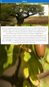 Types of Oak