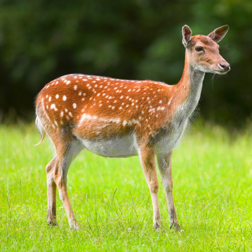 Deer Call Sounds logo