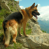 Top 50 Dog Breeds icon