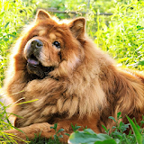 Chow Chow Wallpapers icon