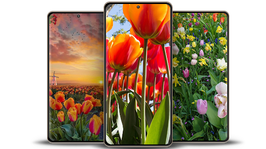 Tulip Spring 4K Wallpapers