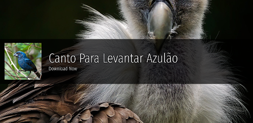 Canto Para Levantar Azulão