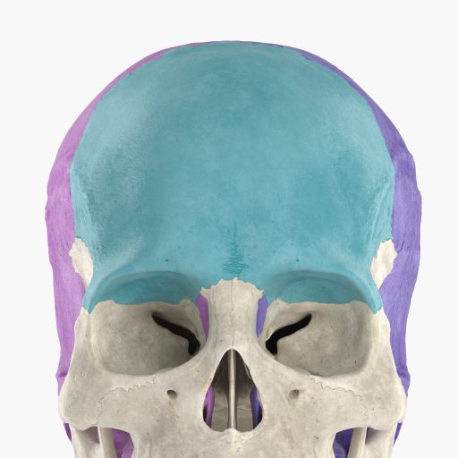 Anatomyka Skeleton 1.0.1 Icon