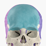 Cover Image of Herunterladen Anatomyka Skeleton  APK