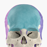 Anatomyka Skeleton icon