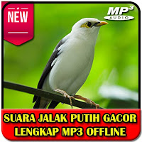 Suara Jalak Putih Lengkap Gacor MP3 Offline