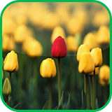 Beauty Tulips Video Wallpaper icon