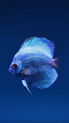 Betta Fish Wallpaper Screen 2