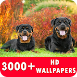 Rottweiler Live Wallpapers HD icon
