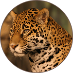 Jaguar (Animal) Sounds Apk