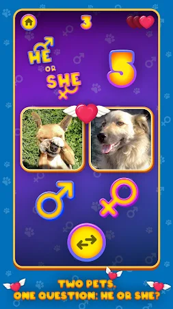 Game screenshot He or She: Cute Pet Quiz Game mod apk