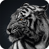 Snow Tiger Wallpaper icon