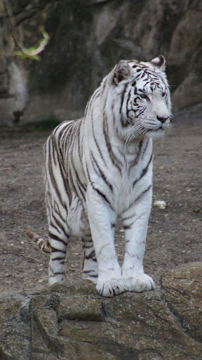 Tiger Wallpaper Screen 3