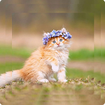 Cover Image of Download Kitten Wallpaper - Cute Cat Wallpapers 1.2 APK
