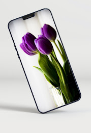 Tulips Wallpapers poster 13