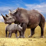 Cover Image of Download The Rhinoceros  APK