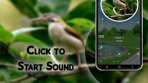 Burung Prenjak Pikat Ampuh