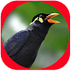 Master Suara Burung Beo Pintar Download on Windows