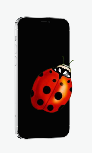 Cute Ladybird Live Wallpapers