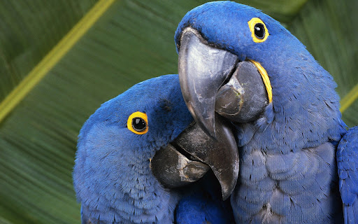 Hyacinth Macaw Wallpaper HD Screen 2
