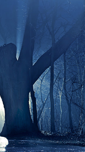 Android application dark night forest wallpaper screenshort
