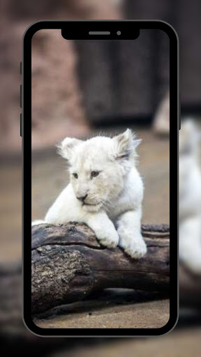 White Lion Wallpaper