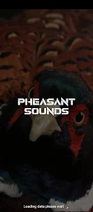 pheasant sounds
