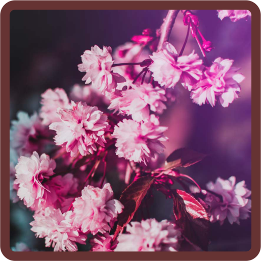 Wallpaper HD Cherry Blossom विंडोज़ पर डाउनलोड करें