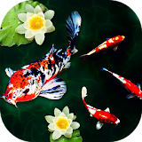 3D Koi Fish Wallpaper icon