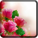 Roses Wallpapers for Chat icon