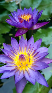 Water lily wallpaper