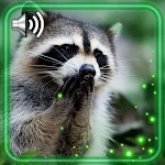 Cover Image of Herunterladen Raccoons Cute Live Wallpaper 1.2 APK
