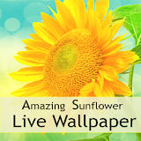 Amazing Sunflower LWP icon