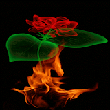 Fiery Rose Magic LWP icon