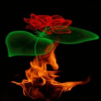 Fiery Rose Magic LWP