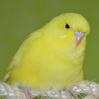 Budgie Care - Complete Budgie